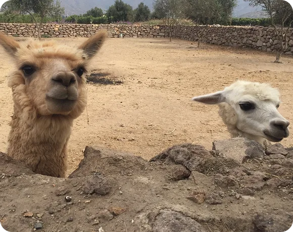 Alpacas WorkWell Retreats